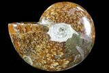 Bargain,  Polished, Agatized Ammonite (Cleoniceras) - Madagascar #88109-1